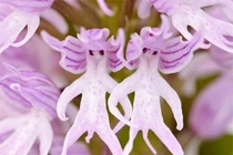 Đứng hình những thực vật giống hệt bộ phận cơ thể người, nhìn phát choáng 