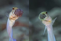 Top 7 loài động vật có hình thức sinh sản "dị" nhất hành tinh