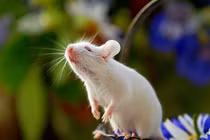 4 con giáp may mắn liên tiếp trong 3 tháng 8, 9, 10