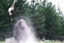 Kinh hãi bò rừng lao tới húc tung bé gái lên không