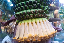 Choáng váng buồng chuối "khủng" hơn 120 nải, 2,5 m ở Quảng Ngãi