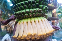 Choáng váng buồng chuối "khủng" hơn 120 nải, 2,5 m ở Quảng Ngãi