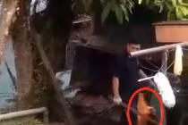 Phẫn nộ cảnh người đàn ông dùng gậy đập chết 2 con chó nhỏ