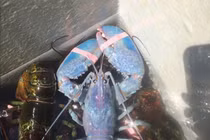 Sửng sốt tôm hùm màu kẹo bông siêu quý hiếm