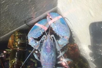 Sửng sốt tôm hùm màu kẹo bông siêu quý hiếm