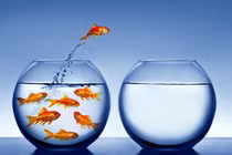 Phát hiện sửng sốt cá vàng biết nghe nhạc cổ điển, trí nhớ đáng nể