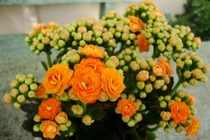 10 loại cây cảnh mini lọc không khí cực đỉnh, loại sạch nấm mốc