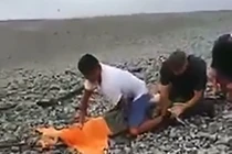 Khiếp đảm người tay không "vật" với cá sấu 