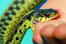 Nọc độc loài rắn phổ biến ở Việt Nam gây chết người nhanh ra sao?