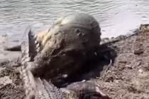 Lang thang vào lãnh thổ của cá sấu đực, con cái bị quật 'tơi tả'