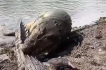 Lang thang vào lãnh thổ của cá sấu đực, con cái bị quật 'tơi tả'