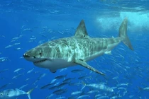 Sự thực bất ngờ khi bạn rơi vào vùng toàn cá mập