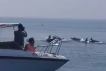 Sửng sốt đàn cá heo trăm con xuất hiện trên biển Hội An