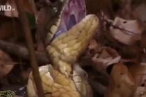 Hổ mang chúa cắn nát cổ bạn tình khi phát hiện "động trời"...