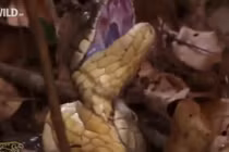 Hổ mang chúa cắn nát cổ bạn tình khi phát hiện "động trời"...