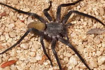 Khiếp đảm nhện kịch độc đi lang thang cắn chết người