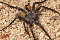 Khiếp đảm nhện kịch độc đi lang thang cắn chết người