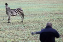 Ngựa vằn đại náo đường cao tốc, xe đâm nhau loạn xạ