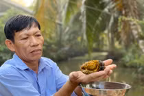 Khám phá choáng váng viên sỏi mật trâu bò 200 triệu