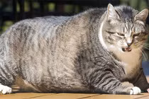 Vì sao lũ mèo ngày càng béo lên, xếp vào hàng "siêu to khổng lồ"?