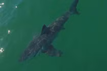 Nước ấm lên, biển ngoài khơi California bất ngờ hóa “công viên cá mập trắng”