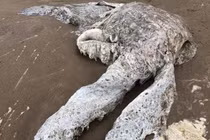 "Quái vật" khổng lồ trôi dạt lên bãi biển, dân làng hoảng loạn tháo chạy