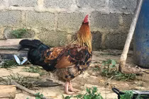 "Gà 9 cựa" biến đổi giới tính ở Sơn La với lời đồn "ma ám"