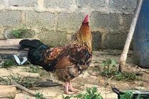 "Gà 9 cựa" biến đổi giới tính ở Sơn La với lời đồn "ma ám"