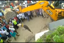 Cá sấu khổng lồ bò lên cao tốc dọa tài xế hoảng sợ