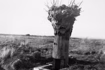 Giải mã quái chiêu trinh sát thời Chiến tranh thế giới 1 