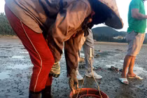 Theo chân những “ninja” săn vàng ròng tại Quảng Ninh