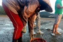 Theo chân những “ninja” săn vàng ròng tại Quảng Ninh