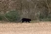 Nhìn mèo hóa báo, công nhân hốt hoảng không dám bén mảng