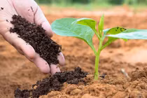 Nhóm nhà khoa học Việt sản xuất phân bón từ nước thải