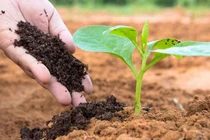 Nhóm nhà khoa học Việt sản xuất phân bón từ nước thải