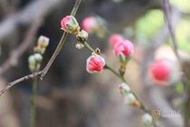 Lời chúc Tết Nguyên đán hay, ý nghĩa tặng người thân, bạn bè 