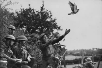 Vì sao bồ câu được người xưa chọn để đưa thư trên chiến trường?