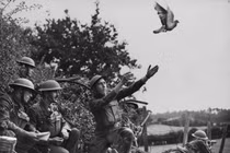 Vì sao bồ câu được người xưa chọn để đưa thư trên chiến trường?