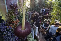 Bí mật gây sốc về loài cây có hoa cao nhất thế giới