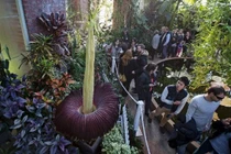 Bí mật gây sốc về loài cây có hoa cao nhất thế giới