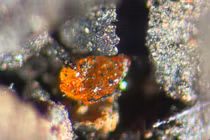 Nóng: Lần đầu tiên phát hiện hổ phách ở Nam Cực