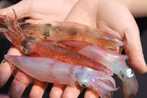 Cua Cà Mau tăng giá kỷ lục, mực nhảy tiền triệu vẫn đắt hàng