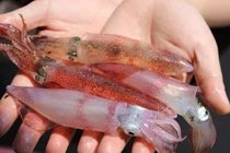 Cua Cà Mau tăng giá kỷ lục, mực nhảy tiền triệu vẫn đắt hàng