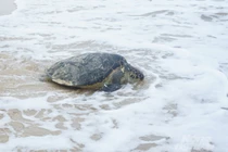 Rùa biển 50 kg mắc lưới ngư dân Hà Tĩnh: Loài cực quý hiếm! 