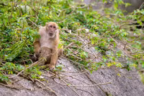 Giải cứu khỉ mốc bị nuôi nhốt trái phép ở Lai Châu: Loài cực hiếm! 