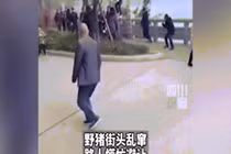 Video: Lợn rừng hung hãn thình lình xuất hiện giữa phố