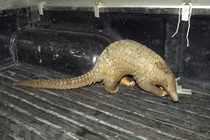 Voi cái cô đơn và loạt động vật hoang dã “đi lạc” ở Việt Nam