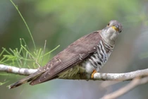 Sự thật bất ngờ về loài chim “bắt cô trói cột” nổi tiếng Việt Nam