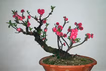 Độc chiêu "xuyên không", lão nông xứ Lạng "băng mây" thu tiền