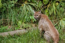 Những loài vật thoát cảnh tuyệt chủng nhờ sinh vật xâm lấn